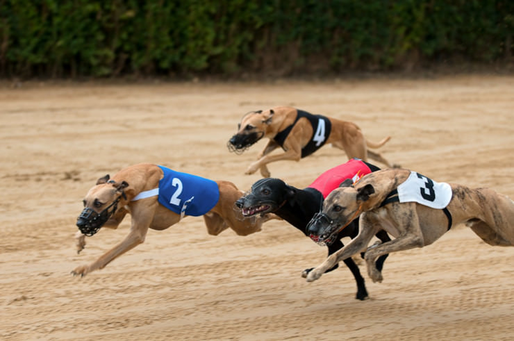 Britische Glücksspielkonzerne unterstützen Windhunde