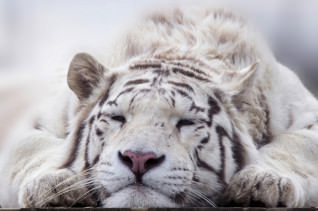 Titelbild zu Apple TV+ produziert Serie über Siegfried & Roy