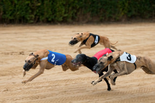 Titelbild zu Britische Glücksspielkonzerne unterstützen Windhunde