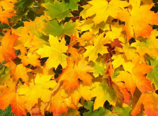 Titelbild zu Goldener Herbst: Stürmische Slots 2022
