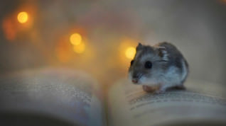 Titelbild zu Hamster erobern Welt der Krypto-Wetten