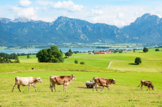Titelbild zu Ostallgäu: Zwei Männer wegen illegalen Glücksspiels verurteilt