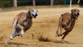 Titelbild zu Hunderennen in Florida finden ein Ende